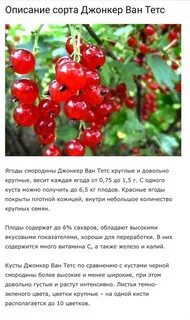 Смородина тест
