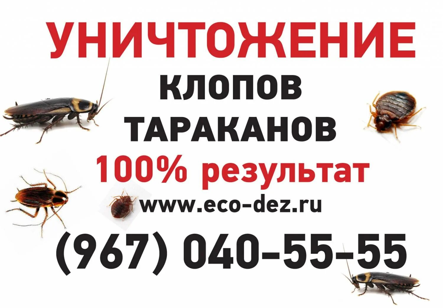 Дезинсекция от тараканов. Номер телефона обработки клопов. Дезинсекция клопов. Дезинфекция лендинг. Дезинфектор клопов.