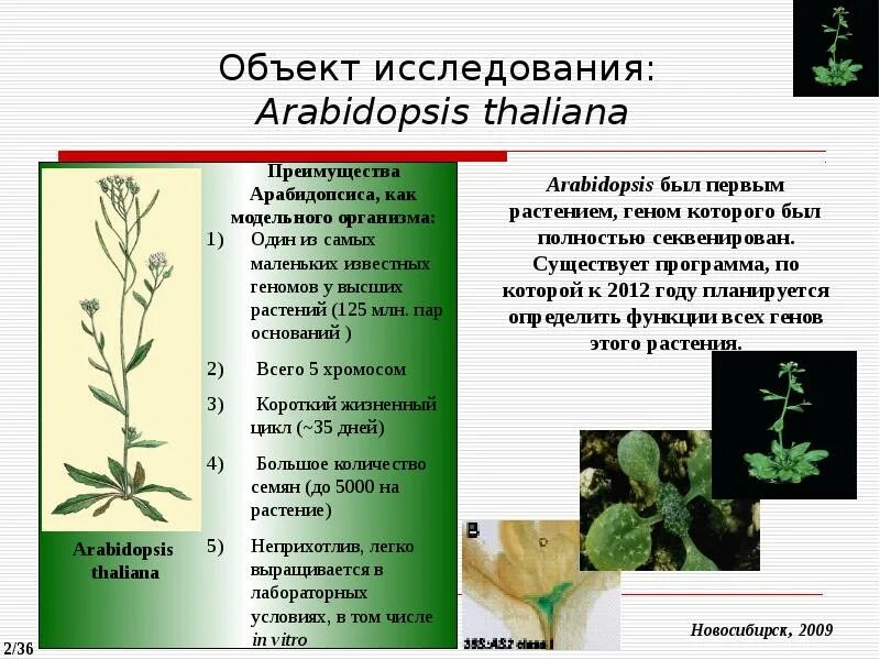 Арабидопсис талиана. Резушка таля (arabidopsis thaliana). Модельные объекты в генетике растений. Резушка таля (arabidopsis thaliana). Эректа (er) мутант arabidopsis thaliana.