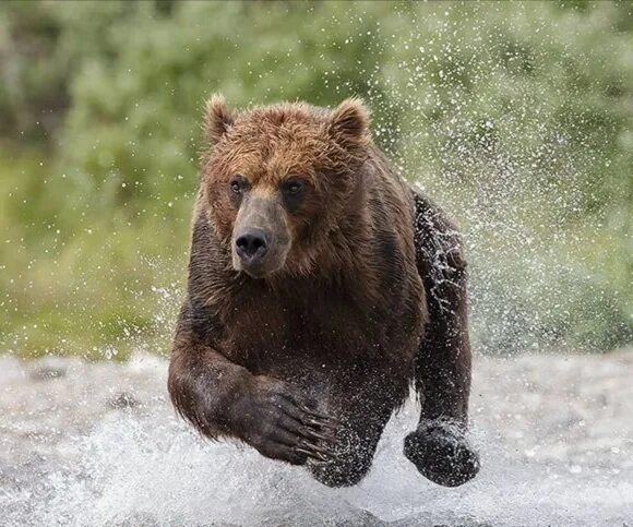 Медведь бежит. Медведь убегает. Медведь бегает. Быстрый медведь.