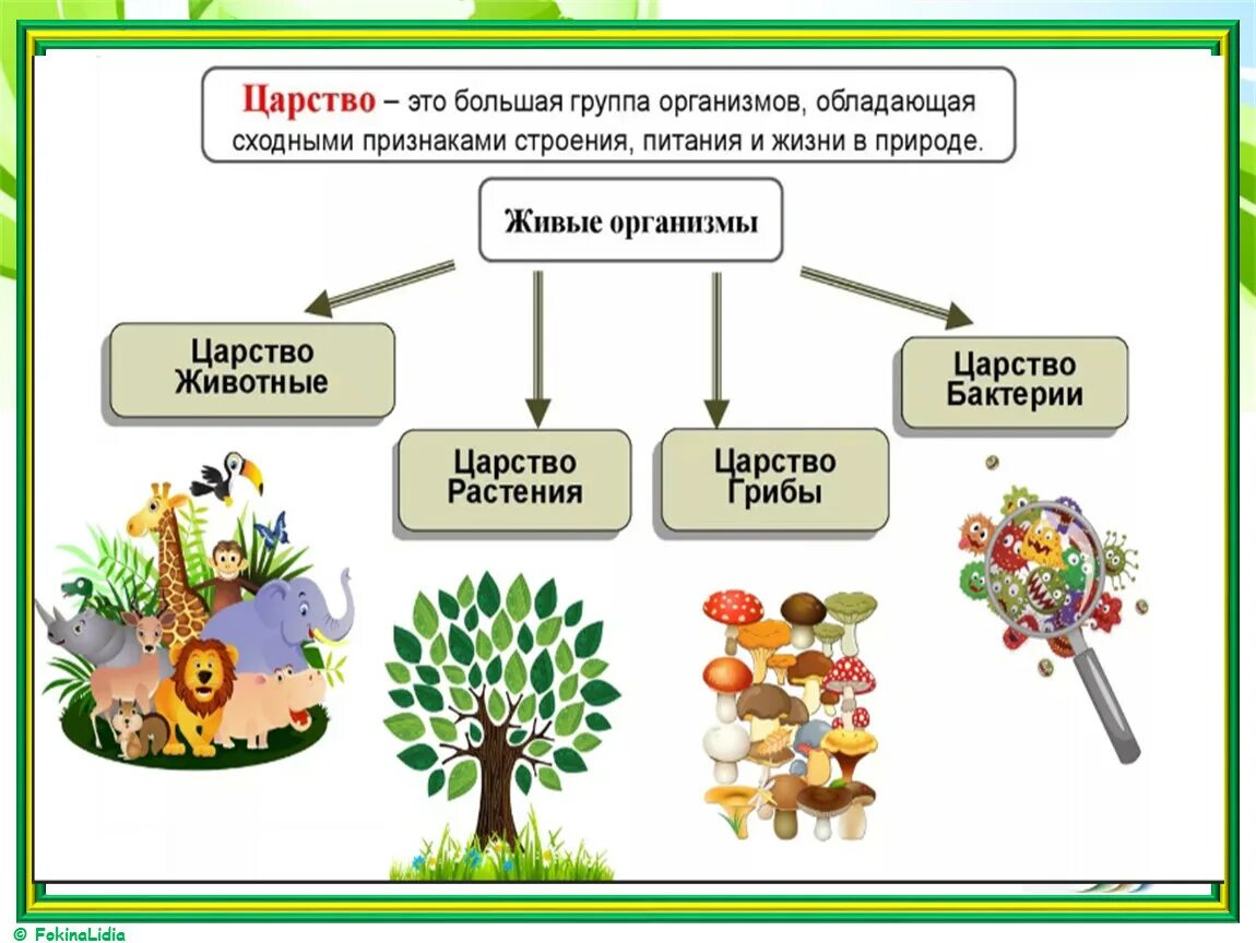 Составить классификацию выбранных организмов. Царство грибов царство растений царство животных. Царство растений животных грибов бактерий вирусов. Царство животных растений грибов бактерий. Царство животных царство растений царство грибов царство бактерий.