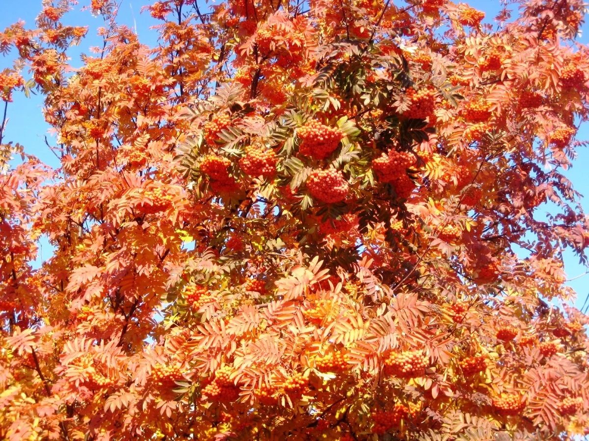 Рябина обыкновенная "Фастигиата" (Sorbus aucuparia "Fastigiata"). Рябина Фастигиата. Рябина обыкновенная Фастигиата. Рябина Фастигиата осенью. Ой рябина кудрявая песня слушать