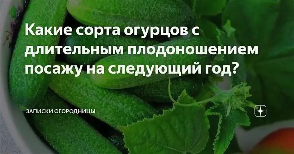 Длительное плодоношения сорта огурцов