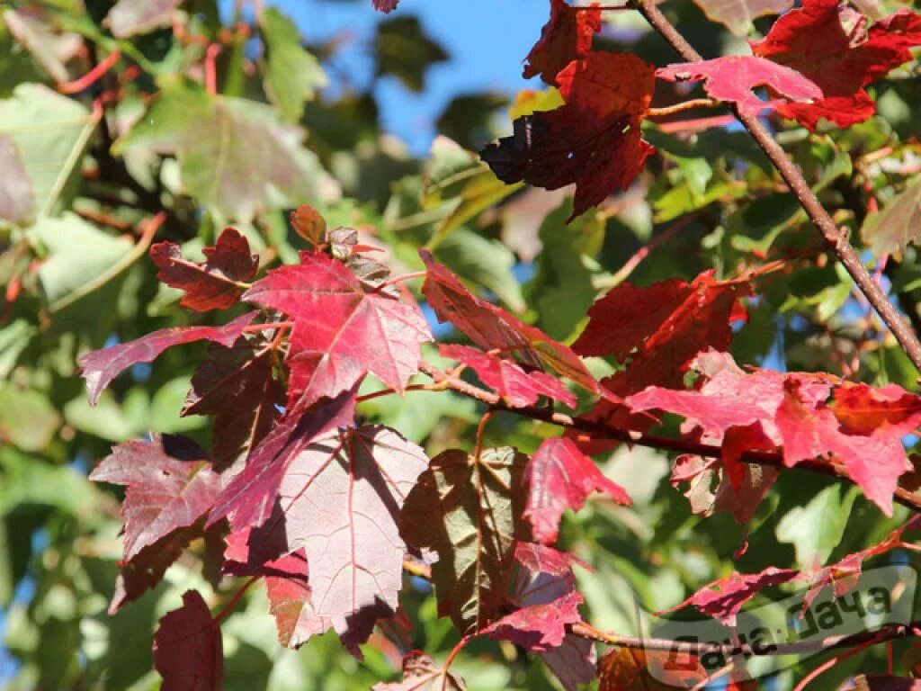 Клен красный сканлон. Клен красный brandywine. Клен сан валлей. Клен красный acer rubrum. Клен красный ред сансет лист.