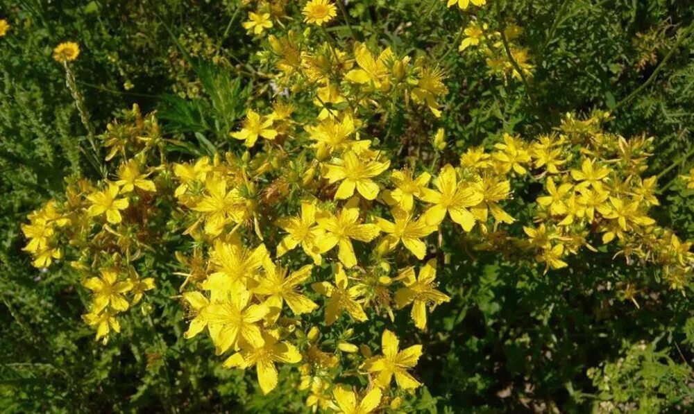 Зверобой. Зверобой Hypericum calycinum. Зверобой продырявленный с. Золотодолинский. Зверобой четырёхкрылый.