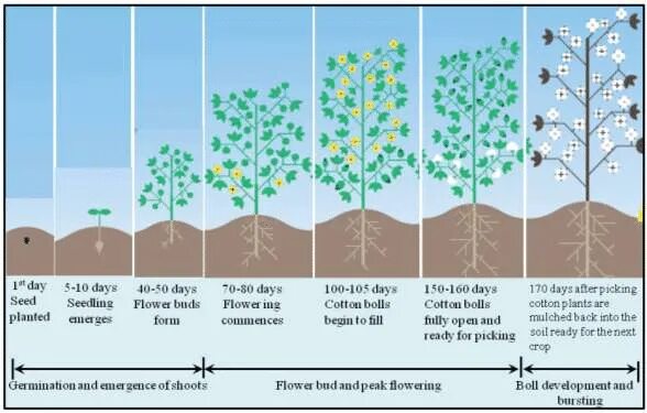 Рост растения в длину. Plant growth. plant growth and development. хлопок части растения. цикл растения хлопок.