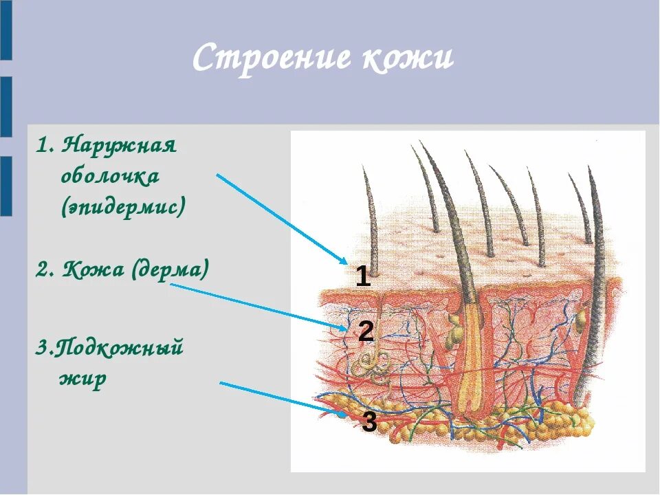 Рассмотрите изображение и определите какая структура кожи. Строение кожи человека схема. Строение структуры кожи. Строение кожи 8 класс по биологии. Строение и функции кожи рисунок с подписями.