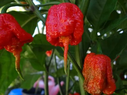 World pepper