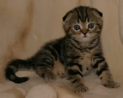 Шотландские котята окрас