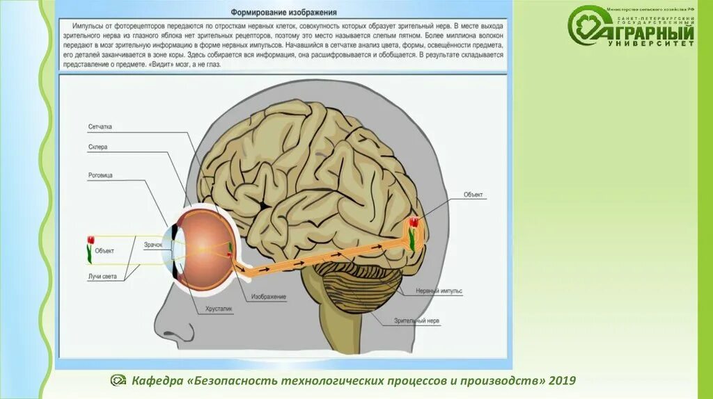 Анализ зрительной информации происходит. Зрительная система человека. презентация зрительная система человека. прохождение сигналов по сенсорной зрительной системе. зрительная сенсорная система: движение глаз.