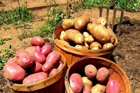 Когда выкапывать картошку на зиму