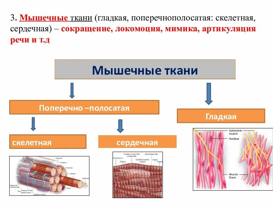 Поперечнополосатая скелетная мышечная ткань функция. Строение поперечно полосатой мышечной ткани. Схема строения сердечной поперечнополосатой мышечной ткани.. Поперечно полосатая Скелетная мышечная ткань строение и функции. Строение клетки поперечно полосатой мышечной ткани.