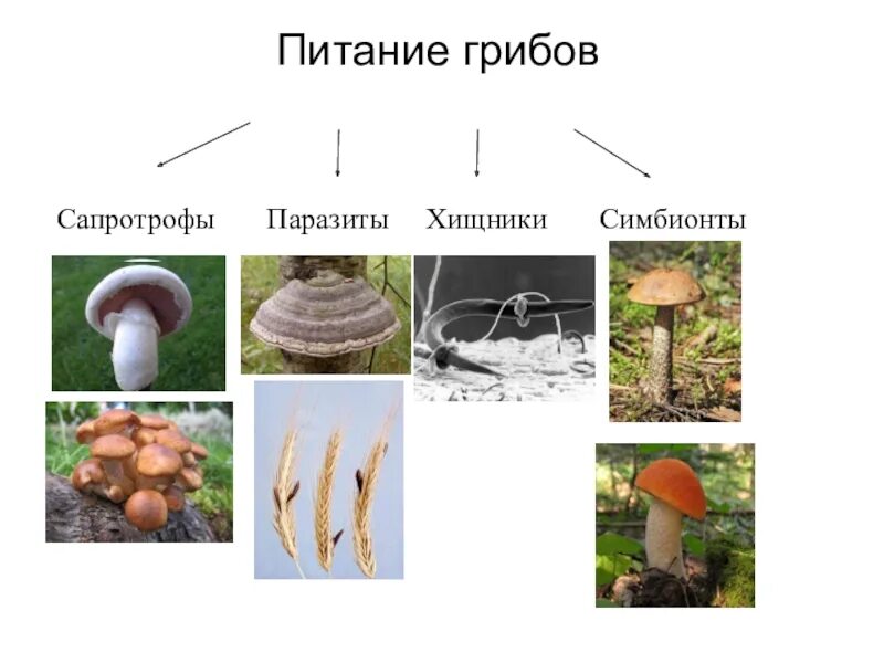 Питание грибов сапротрофы паразиты хищники. Грибы сапротрофы и паразиты. Питание грибов сапротрофы. Грибы сапротрофы Тип питания. Грибы сапротрофы это