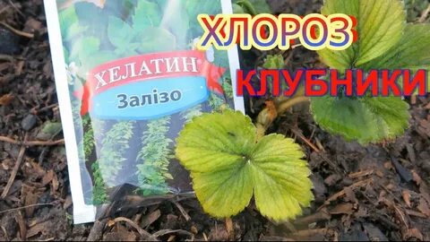 Желтеют листья клубники