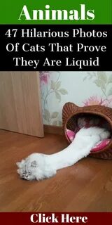 Смешные картинки с котами до слез