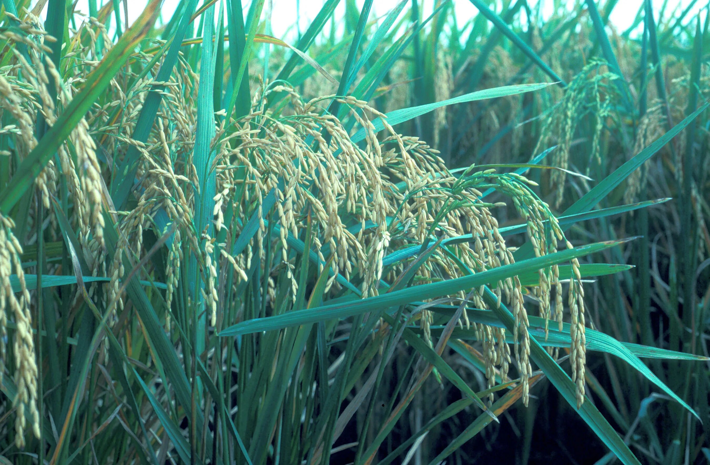 Как растет рис. Кубань рис сельское хоз рис. Рис растение. Рисовые поля на кубани. Рисоводство в китае.