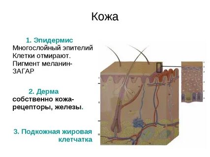 Содержит ороговевший слой и клетки вырабатывающие меланин