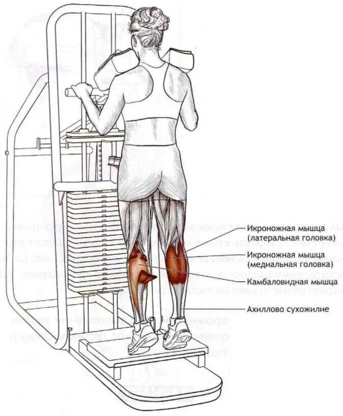 Подъем на носки в тренажере. Тренажер для икроножных мышц стоя. Тренажер для прокачки икроножных мышц. Подъем на носки для развития икроножных мышц. Подъем на икроножные мышцы в тренажере стоя.