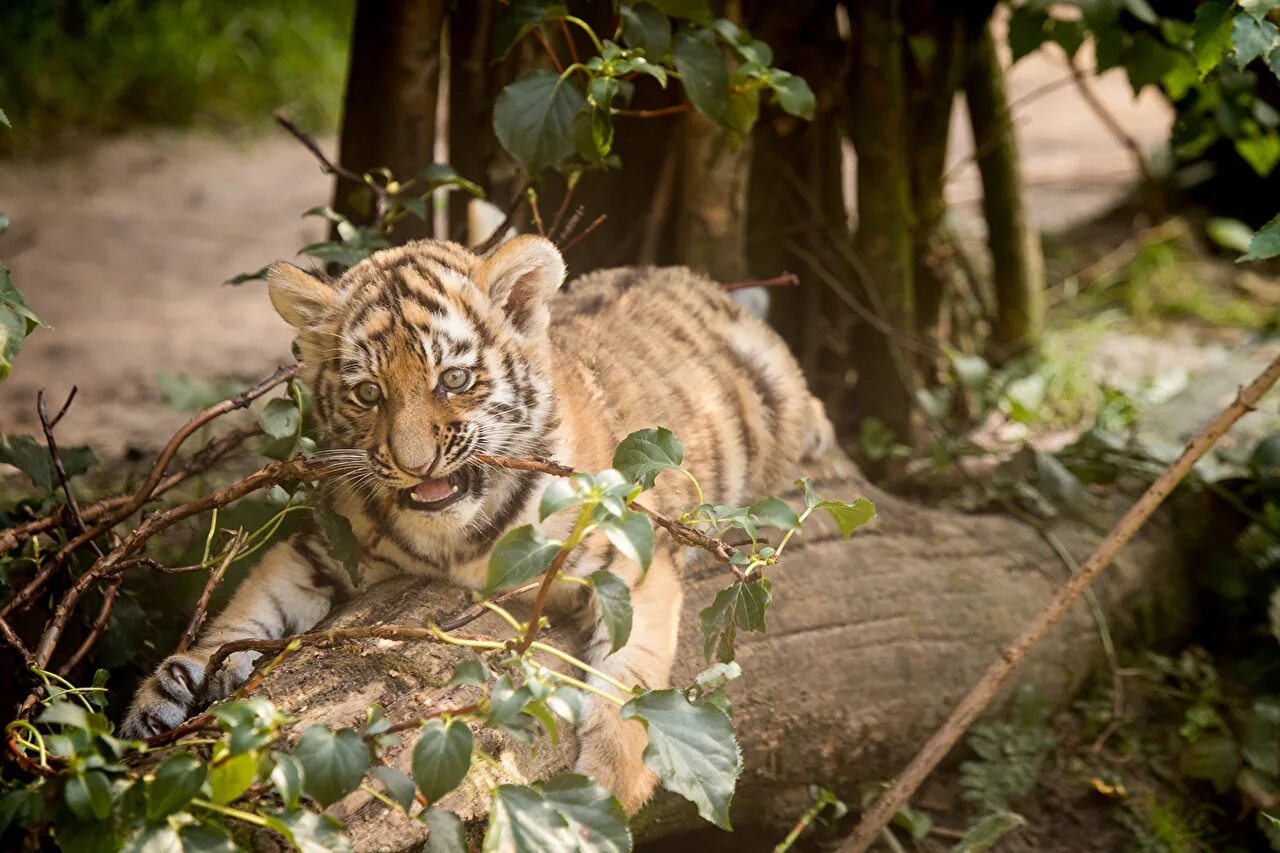 X in cat tiger