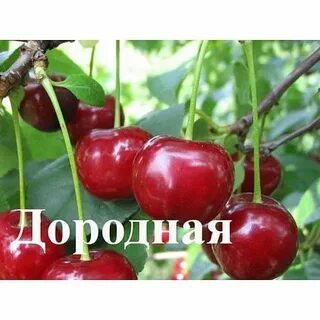 Садоград питомник