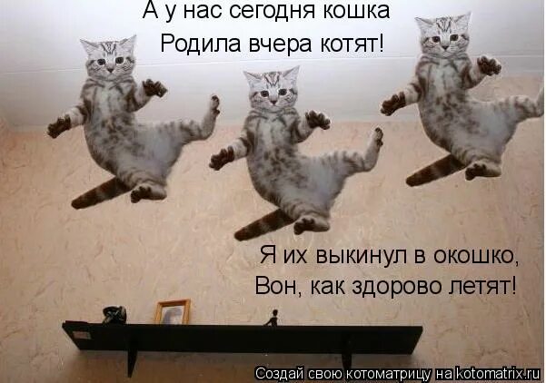 у нас сегодня кошка родила вчер. у меня сегодня кошка родила вчера котят. а у нас сегодня кошка родила вчера котят. сегодня кошка родила котят. новорождённые котята у трёхцветной кошки.