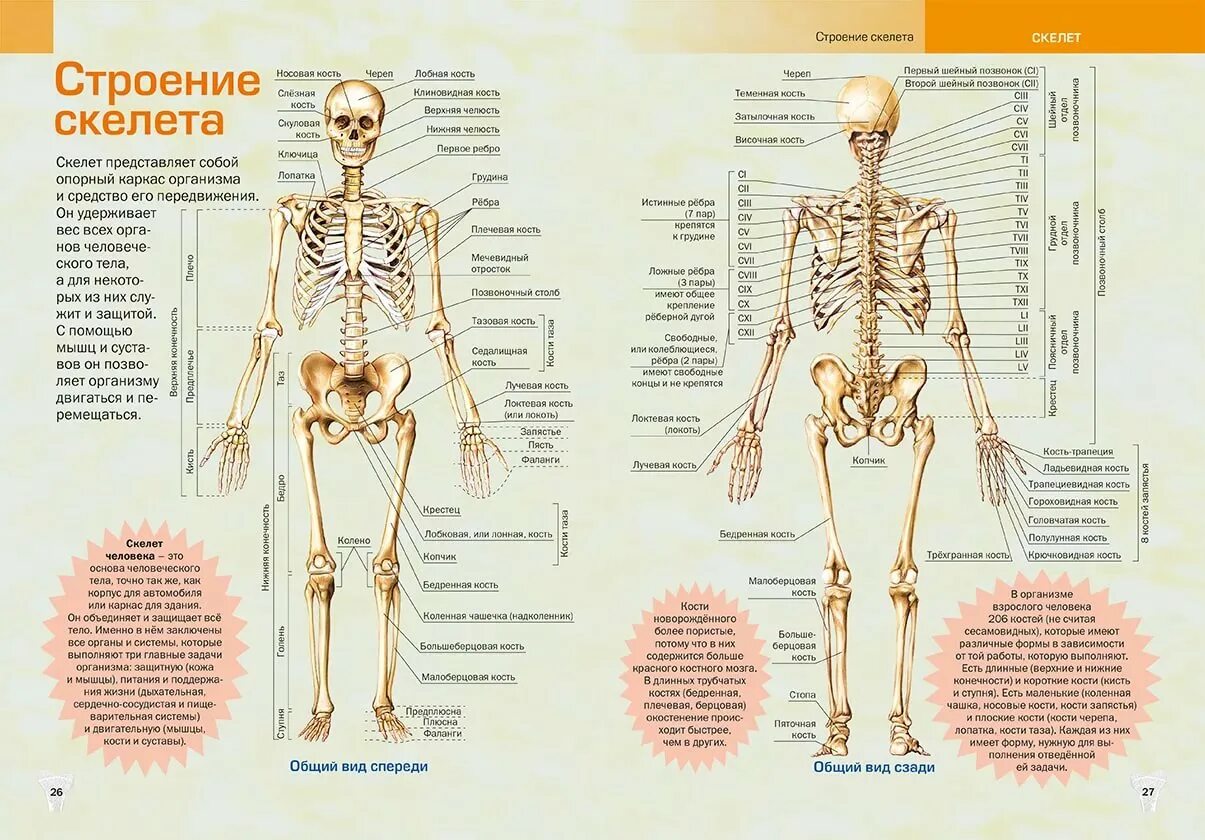 Строение скелета спереди. Скелет человека с названием костей вид спереди.