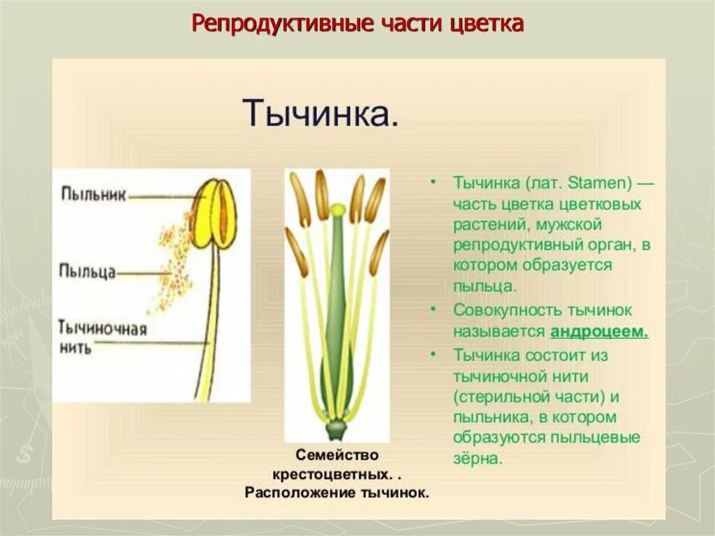 Пыльца образуется в тычинок. Пестик и тычинка это репродуктивные части цветка. Ре продуктивный части цветка. Репродукттвные ча ти цветка. Репродуктивные части цветка это.