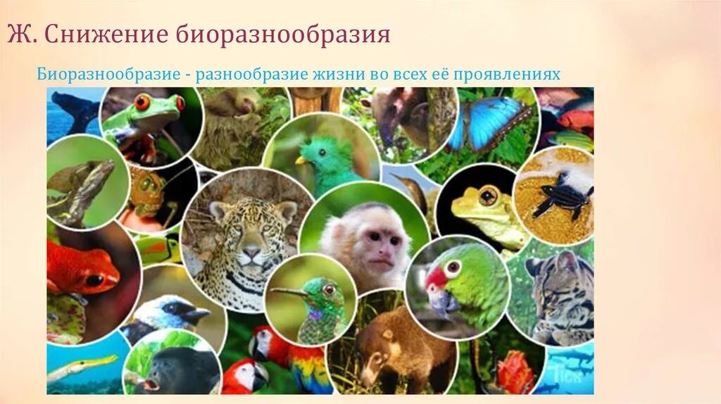 Разнообразие животного и растительного на земле. Многообразие видов в природе. Снижение биоразнообразия. Биологическое разнообразие. Биоразнообразие животных.