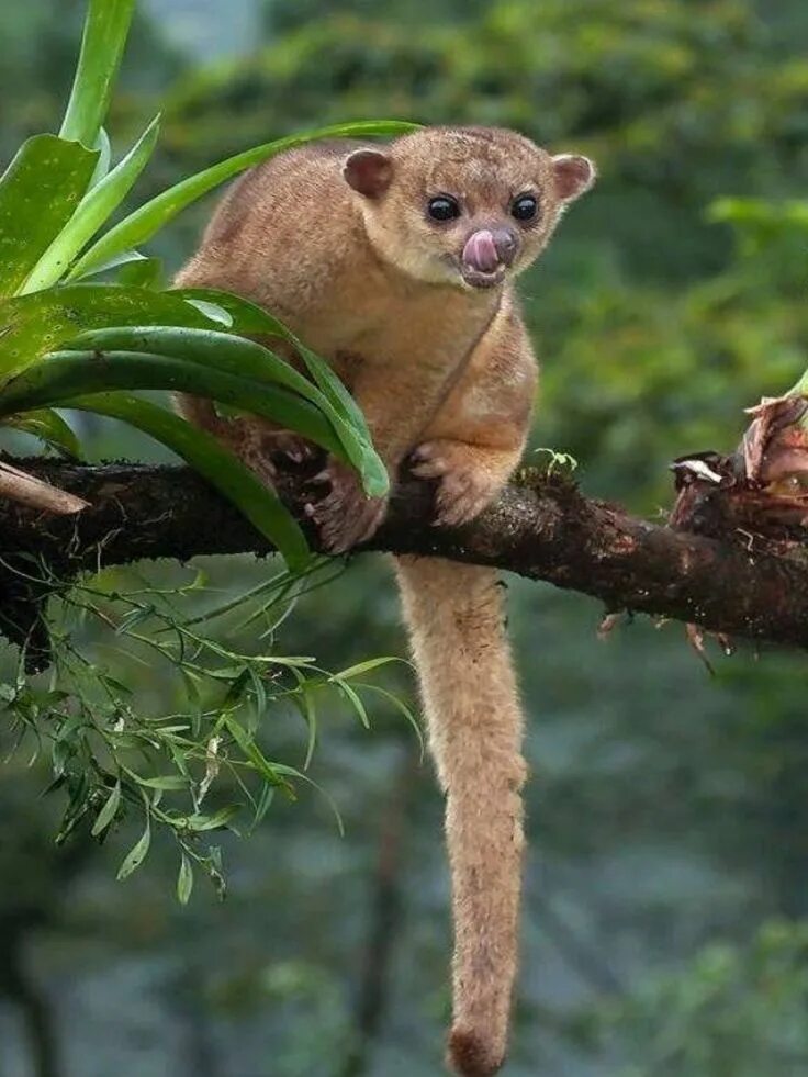 Kinkajou Mammals, Animals wild, Animals