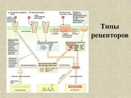 Рецептор это в биологии 8 класс