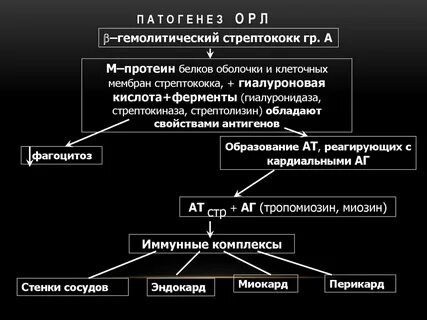 Патогенез острой ревматической лихорадки