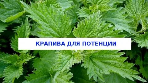 Крапива чем полезен для мужчин