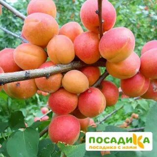 Какие абрикосы лучше