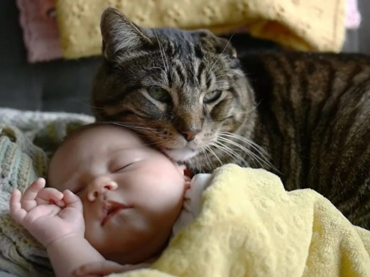 Кот не любит детей. Дети и коты. Кот и младенец. Кошка для детей. Коты и младенцы.