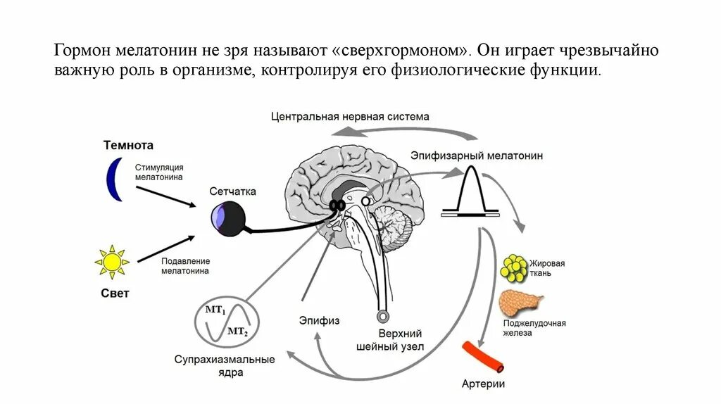 Гипофункция мелатонина гормона. Мелатонин гормон эпифиза функции. Выработка мелатонина в эпифизе. Схема выработки мелатонина. Регуляция секреции гормонов эпифиза.