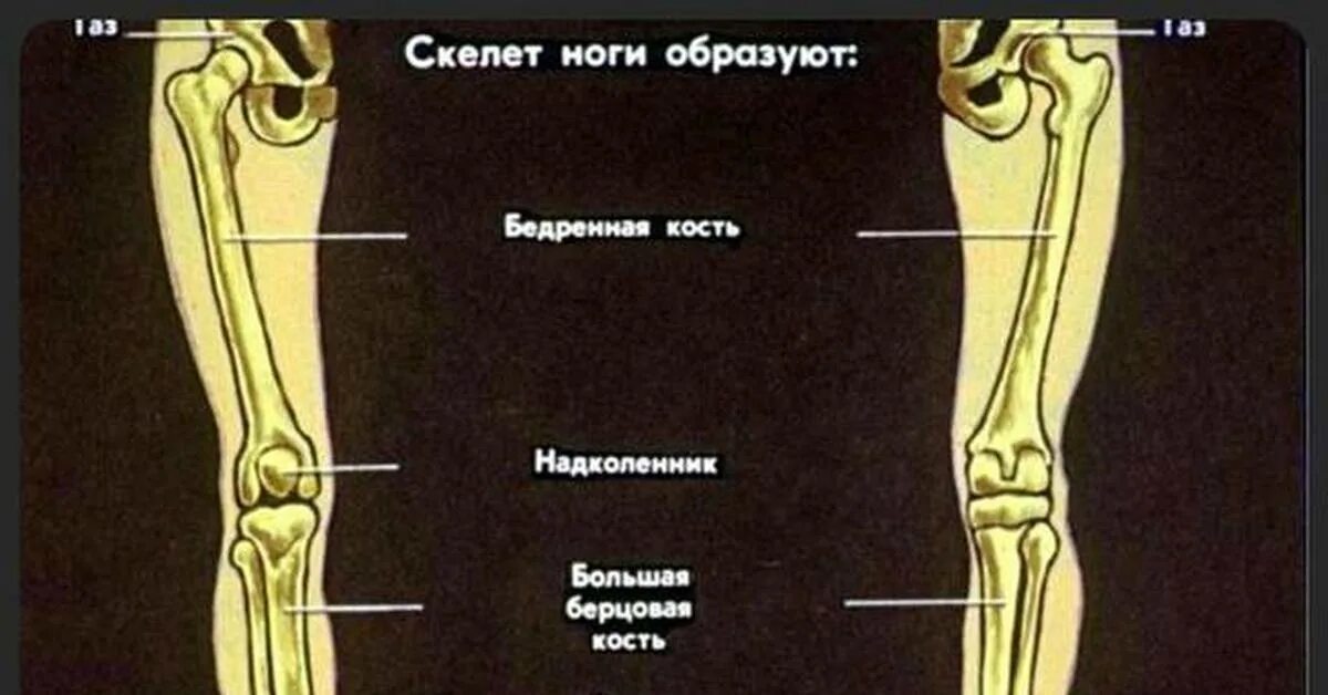 Как называются чуть ниже колена. Кость ноги человека строение. строение костей ноги человека ниже колена. кости ноги человека ниже колена название строение.