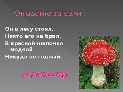 Сообщение про грибы 2 класс литературное чтение