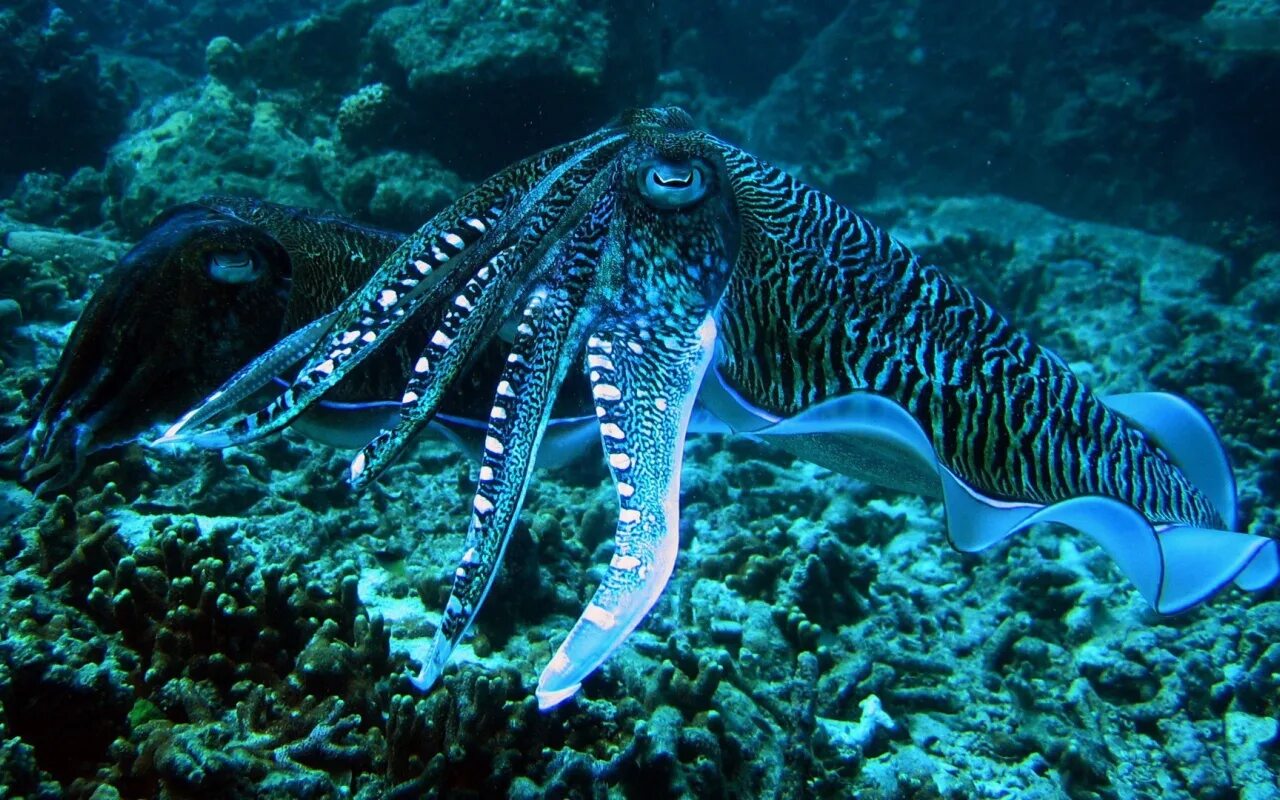 Живые обитатели океана. Мурена и осьминог. Морские головоногие моллюски. Каракатица красное море. Головоногие моллюски осьминог Синекольчатый.