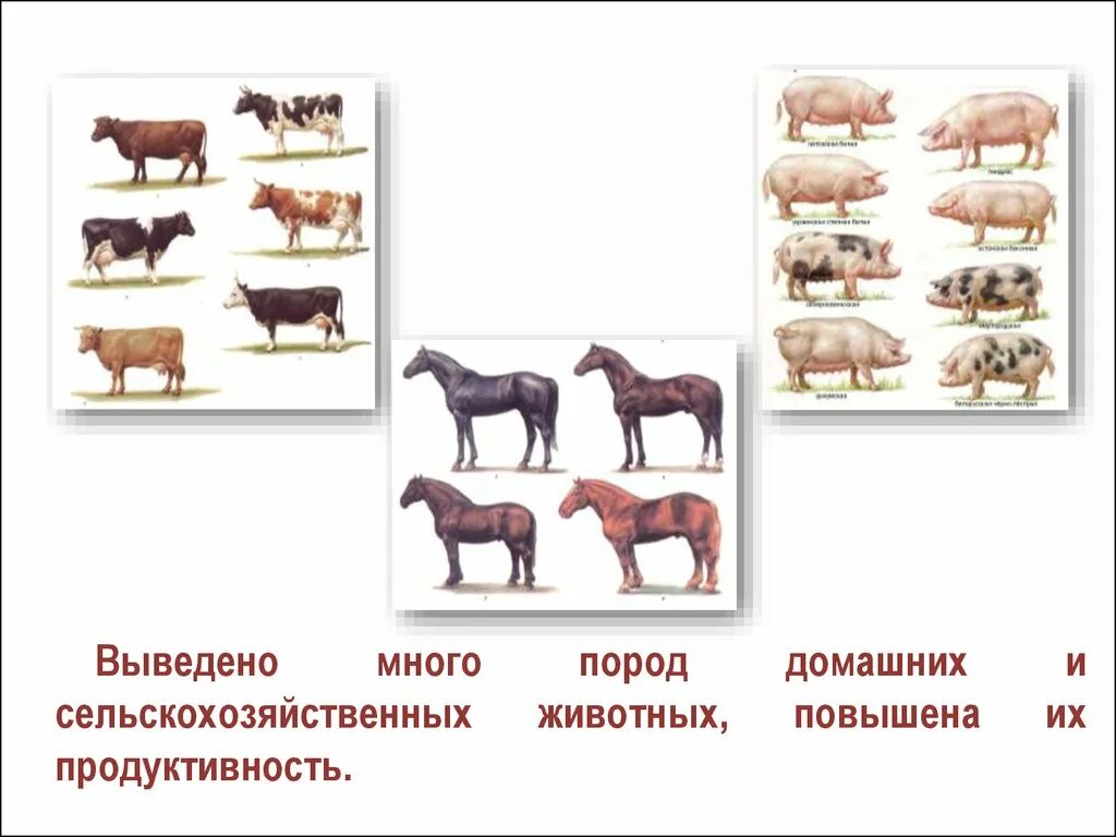 Вывести новую породу. Выведение пород домашних животных. Выведение новых пород животных. Порода животных это в биологии. Примеры многообразия пород домашних животных.