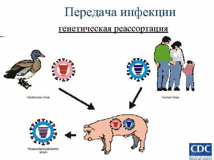 Пути передачи инфекции человеку. Контактный механизм передачи инфекции. пути передачи инфекции картинки. контактный механизм передачи профилактика. генетическая реассортация.