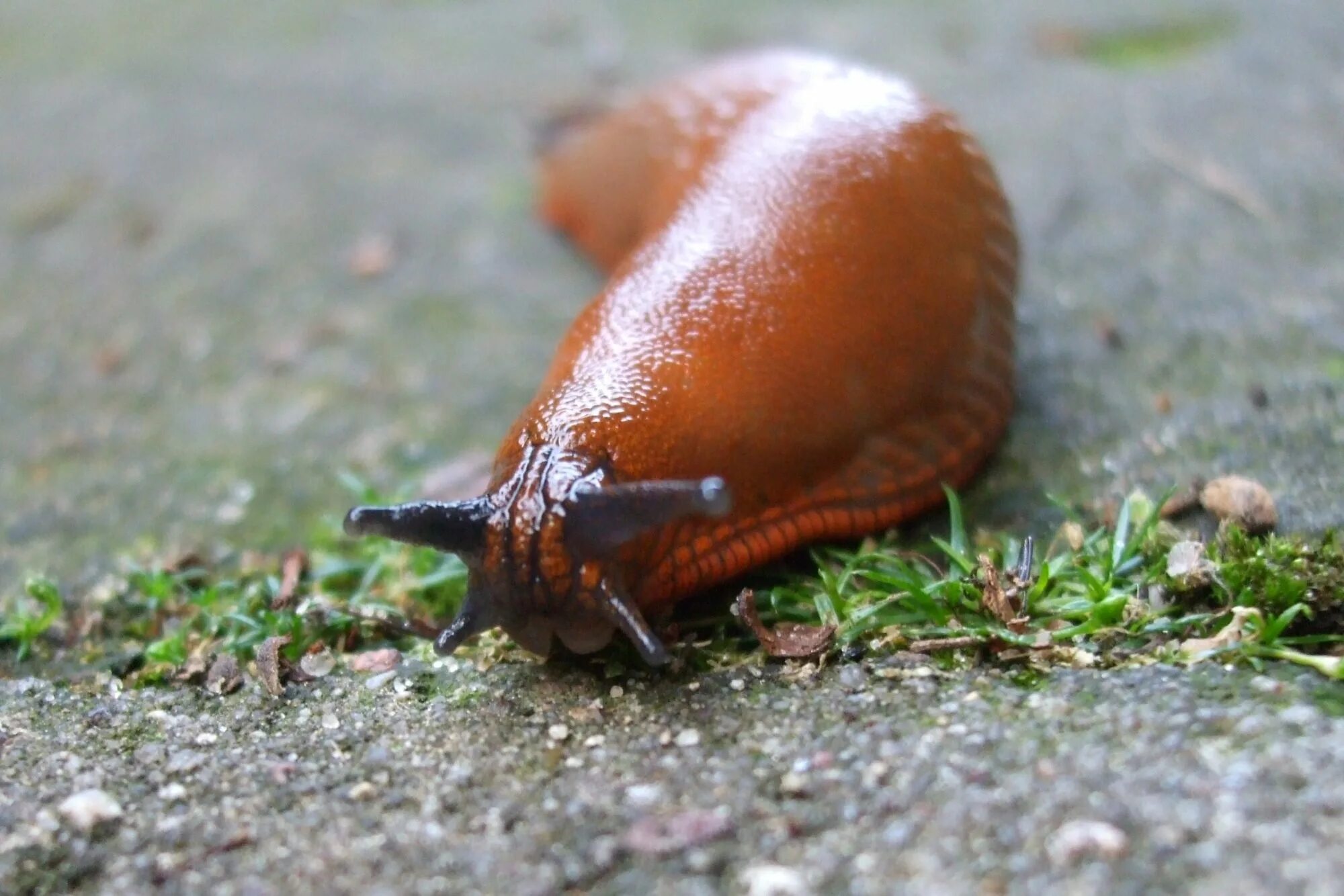 Фото слизанный. Arion vulgaris СЛИЗЕНЬ. Слизни Лузитаны. Красный морской СЛИЗЕНЬ. СЛИЗНЯК белый.