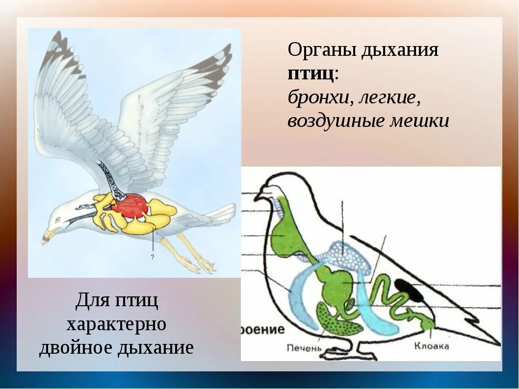 Схема строения дыхательной системы птиц. Дыхательная система птиц 7 класс. Дыхательная система система птиц 7 класс биология. Воздушные мешки у птиц.