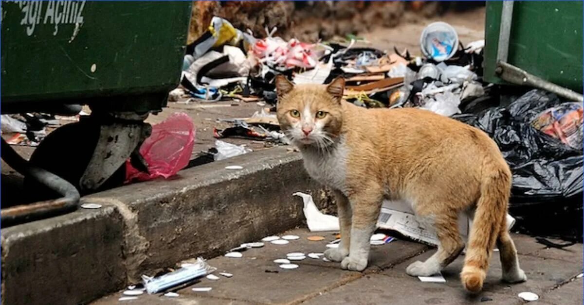 Кот в мусорке. Рыжий Бездомный кот.