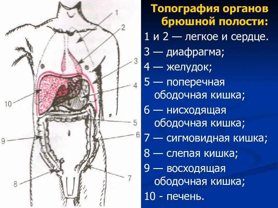 Органы живота. Топография и анатомия органов брюшной полости. Схема расположения органов брюшной полости вид сбоку. Топографическое расположение органов пищеварения. Брюшная полость анатомия схема.