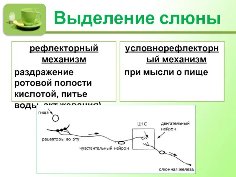 Почему выделяется слюна