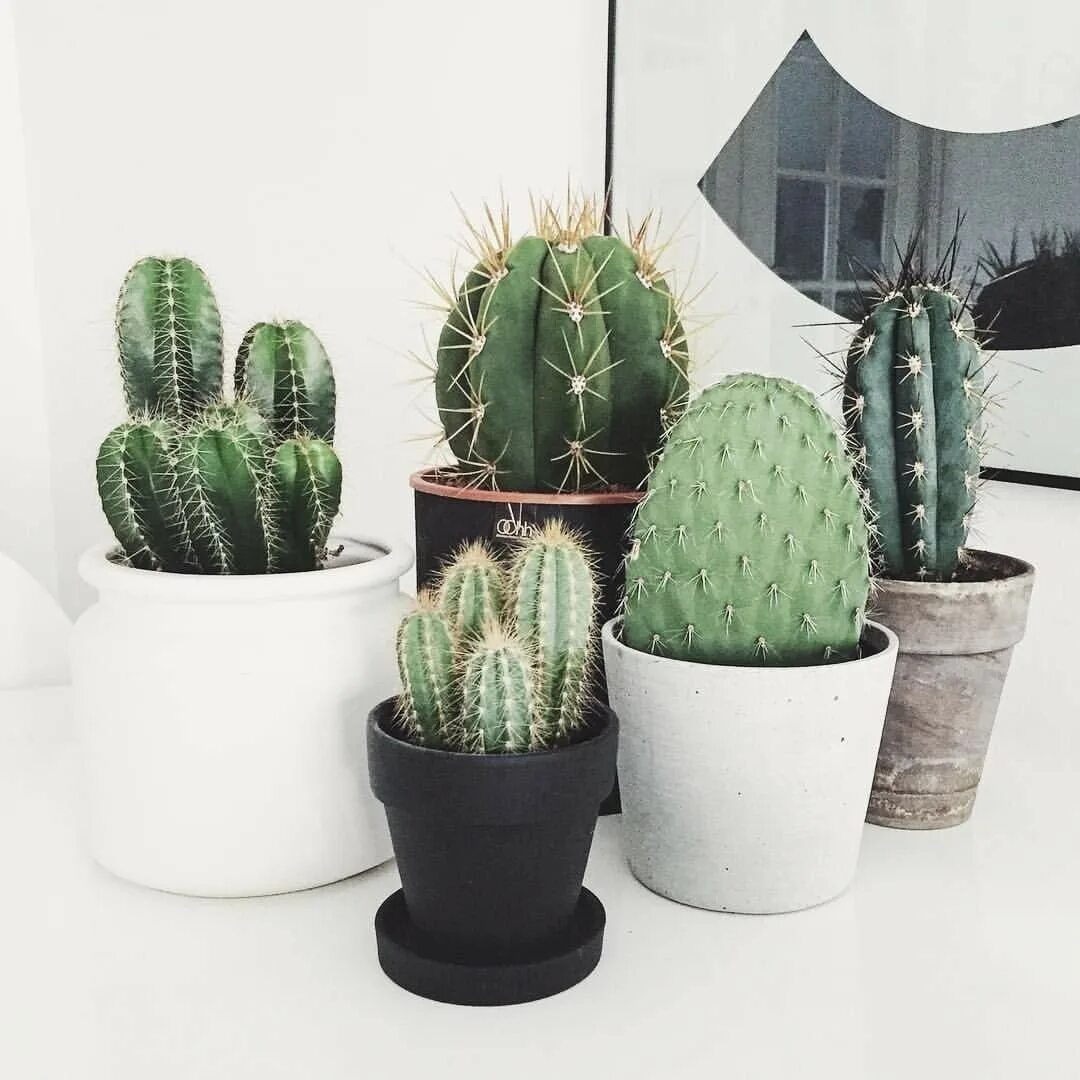 Cactus dg. Кактус опунция суккулент. Опунция Кактус икеа. Кактус опунция микс. Опунция Кактус Эстетика.