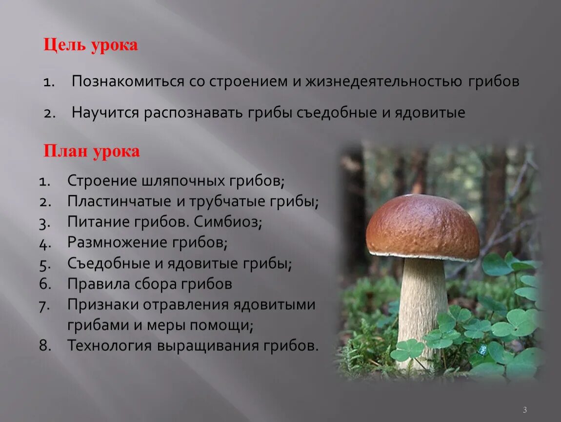 Подосиновик относится к шляпочным грибам. Биология 6 класс Шляпочные грибы. Шляпочные грибы 7 класс биология. Жизнедеятельность шляпочных грибов 5 класс. Многоклеточные Шляпочные грибы.