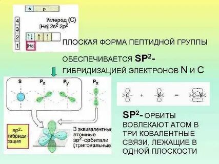 Пептидная группа белков