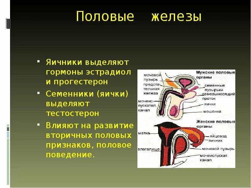 Половые железы. Половые железы топография. Топография мужских половых желез. Половые железы гормоны топография. Половые железы называют