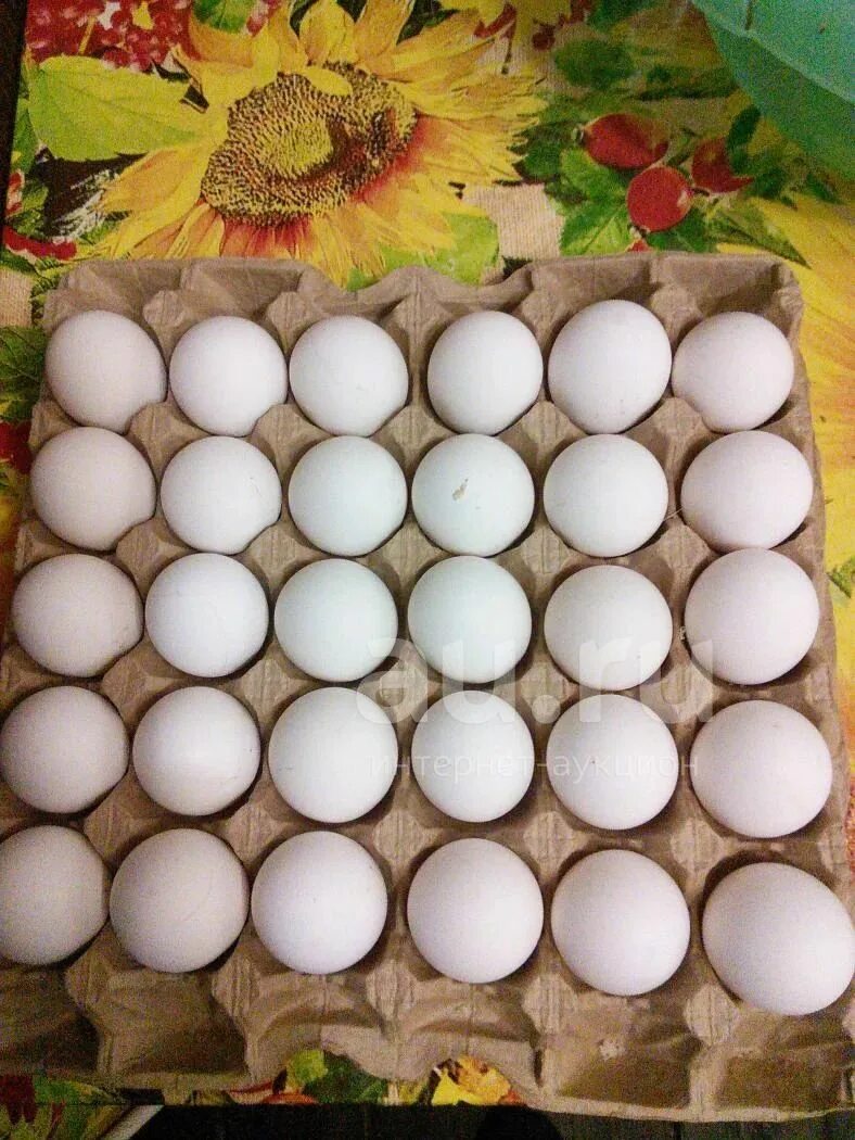 Купить инкубационное яйцо леггорн